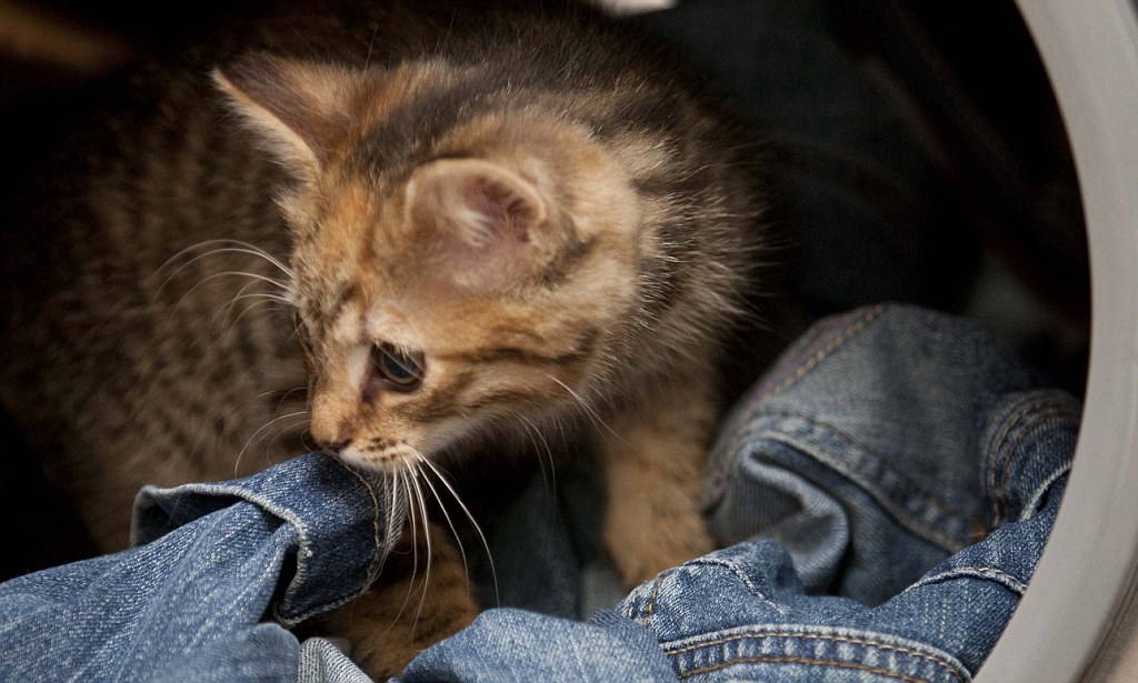 A kitten looking out of a washing machine.