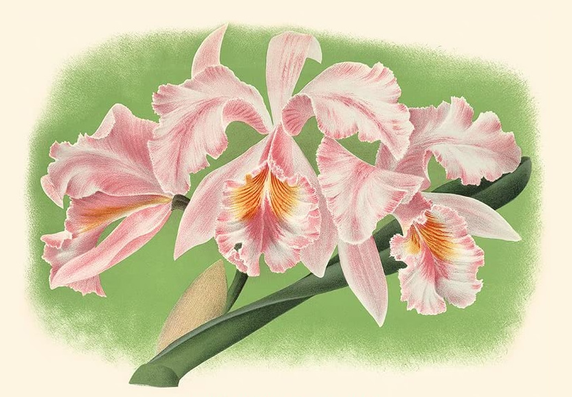 Cattleya illustration